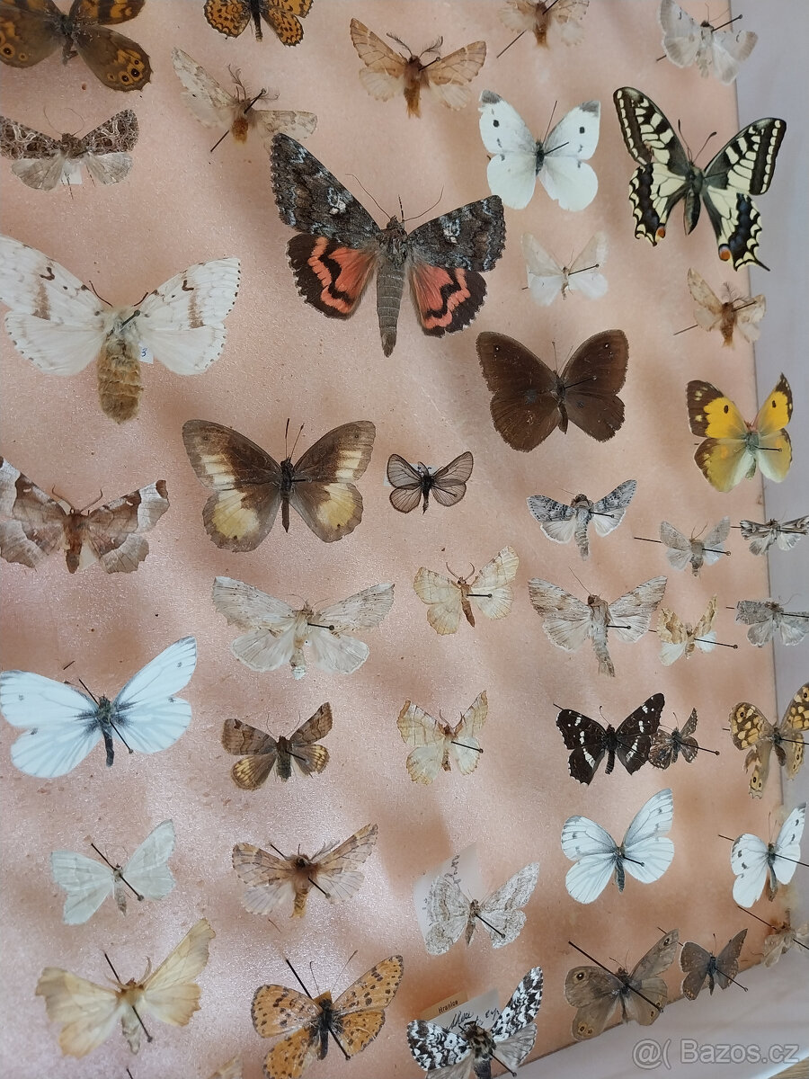 Motýli v entomologické krabici, vše ze 60tých let