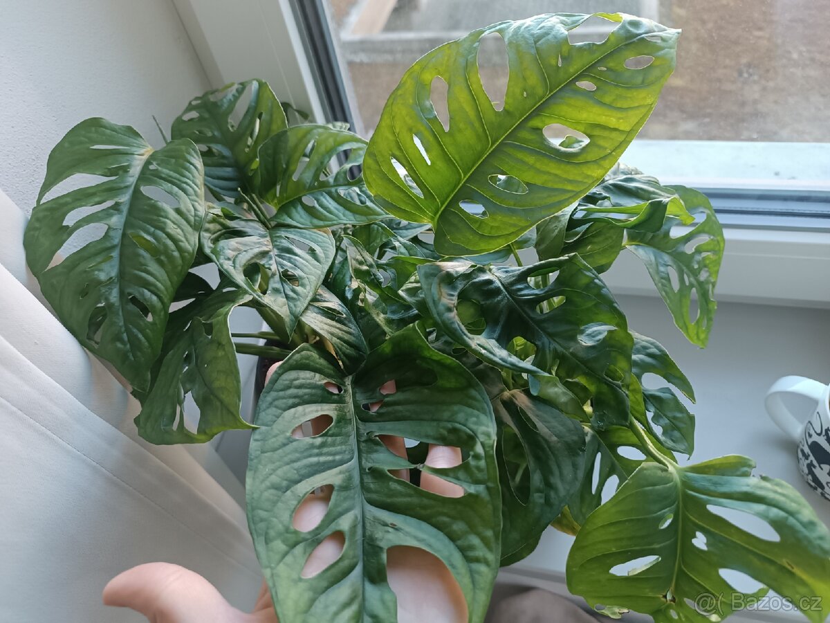 Monstera Monkey mask