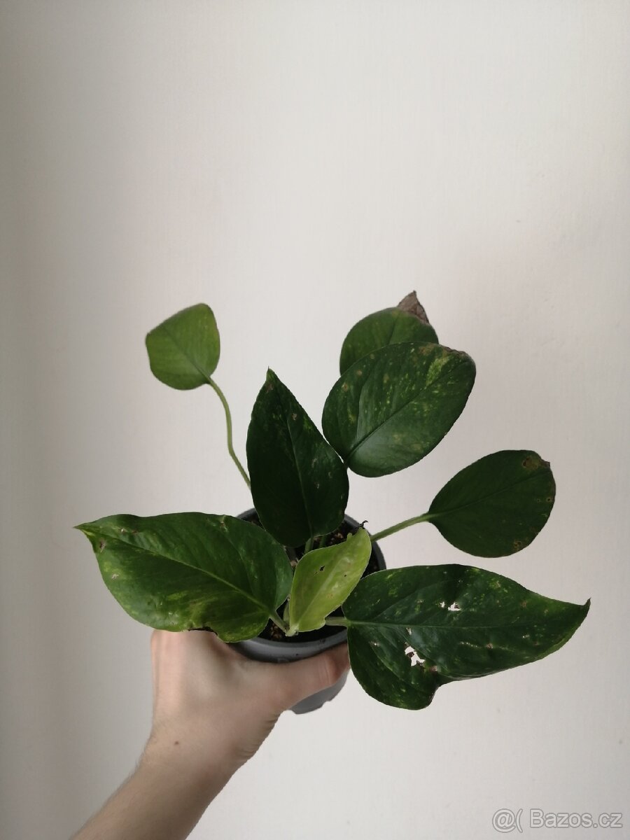 Monstera