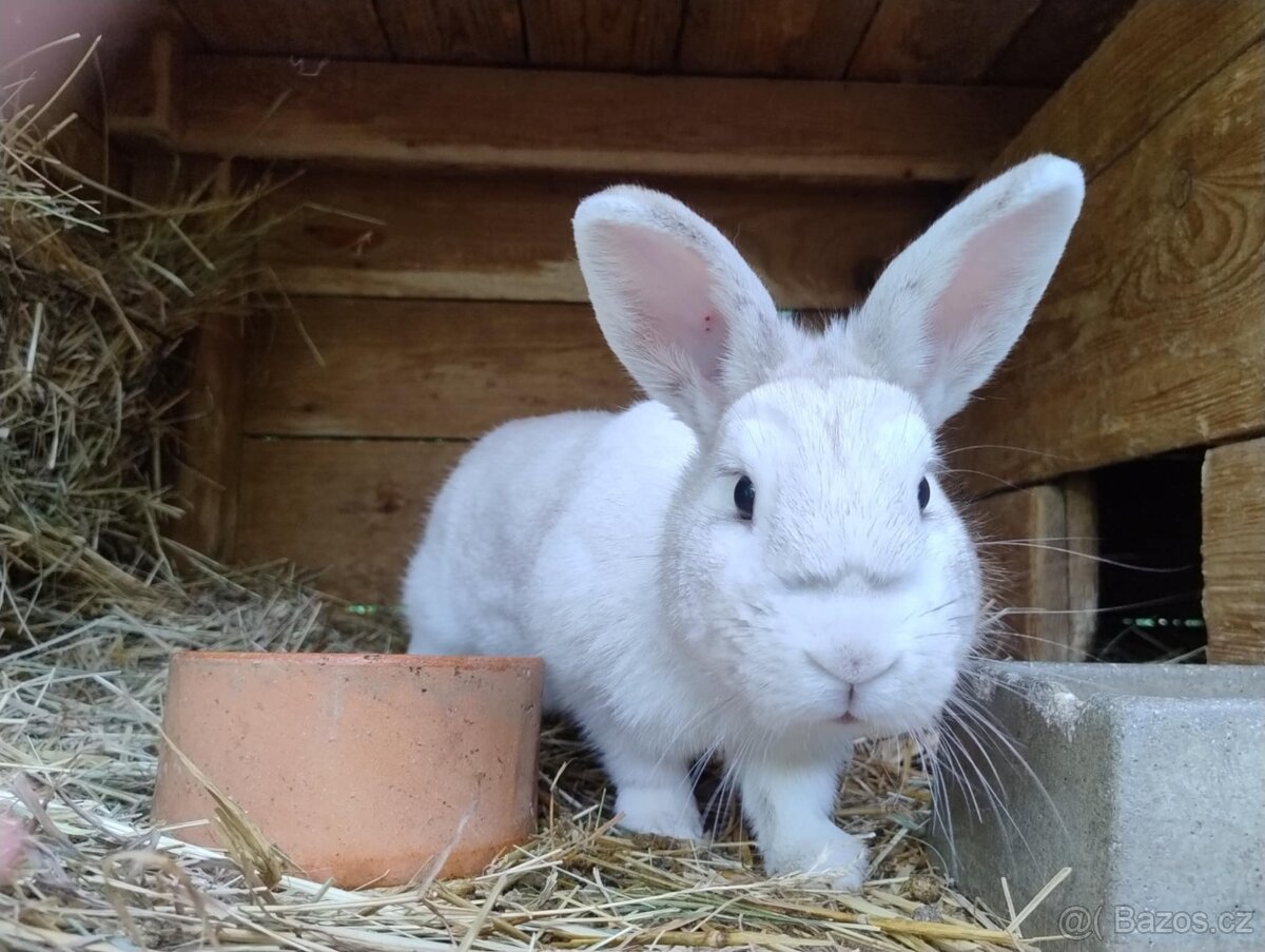 Český červený králík, český černopesíkatý králík