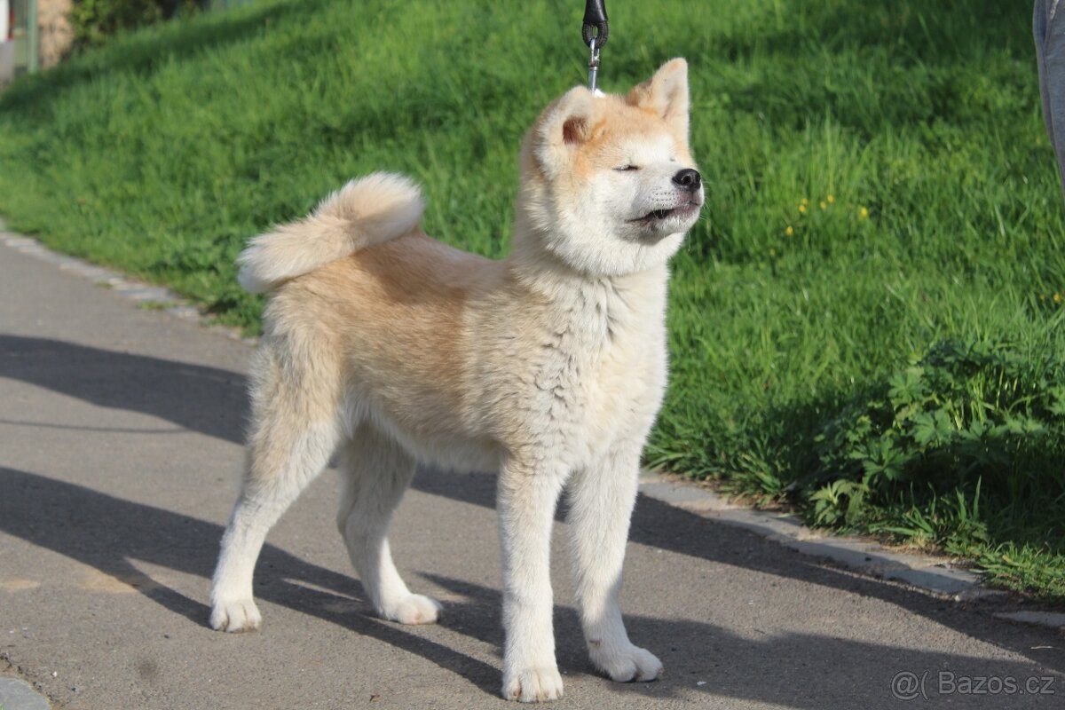 Akita s PP