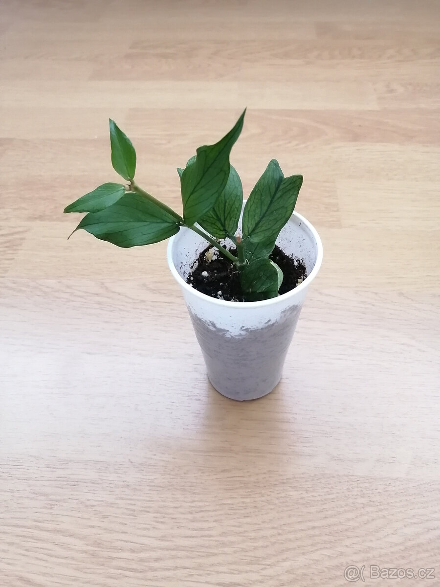Hoya