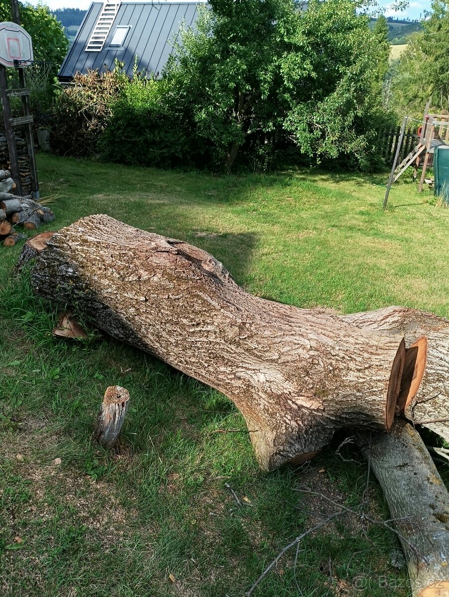Ořech pokácený