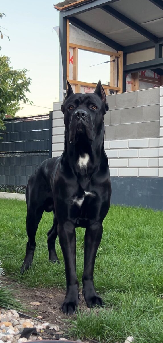Krycí pes Cane Corso s PP