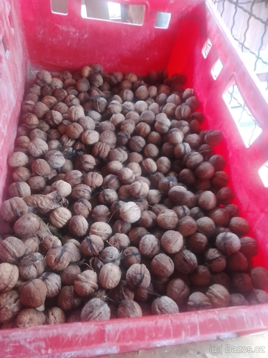 Prodám vlašské ořechy letošní