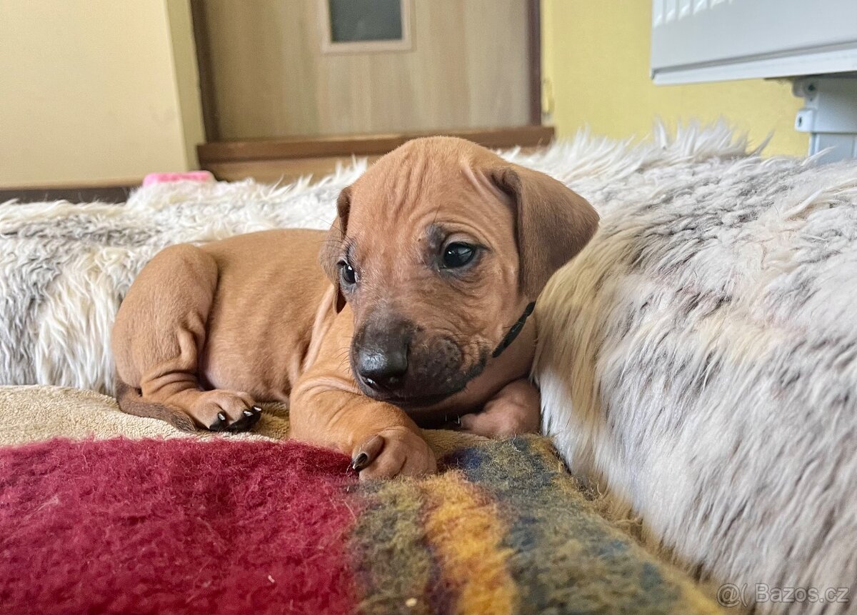 Rhodéský Ridgeback- štěňata s PP, odběr koncem listopadu