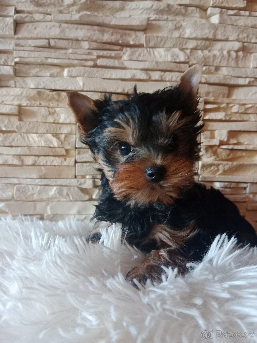 Jorkšírský teriér,s PP, FCI