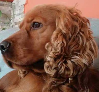 Krytí anglickým kokrspanelem