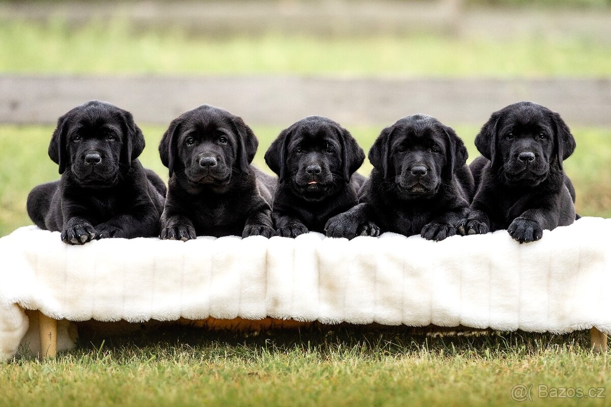 REZERVACE Labradorský Retriever s PP