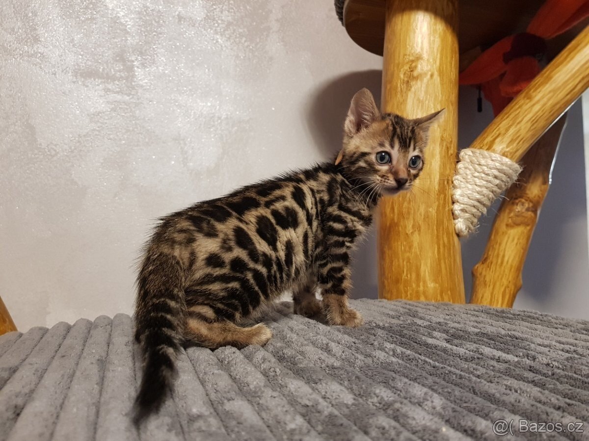 Bengalská koťata