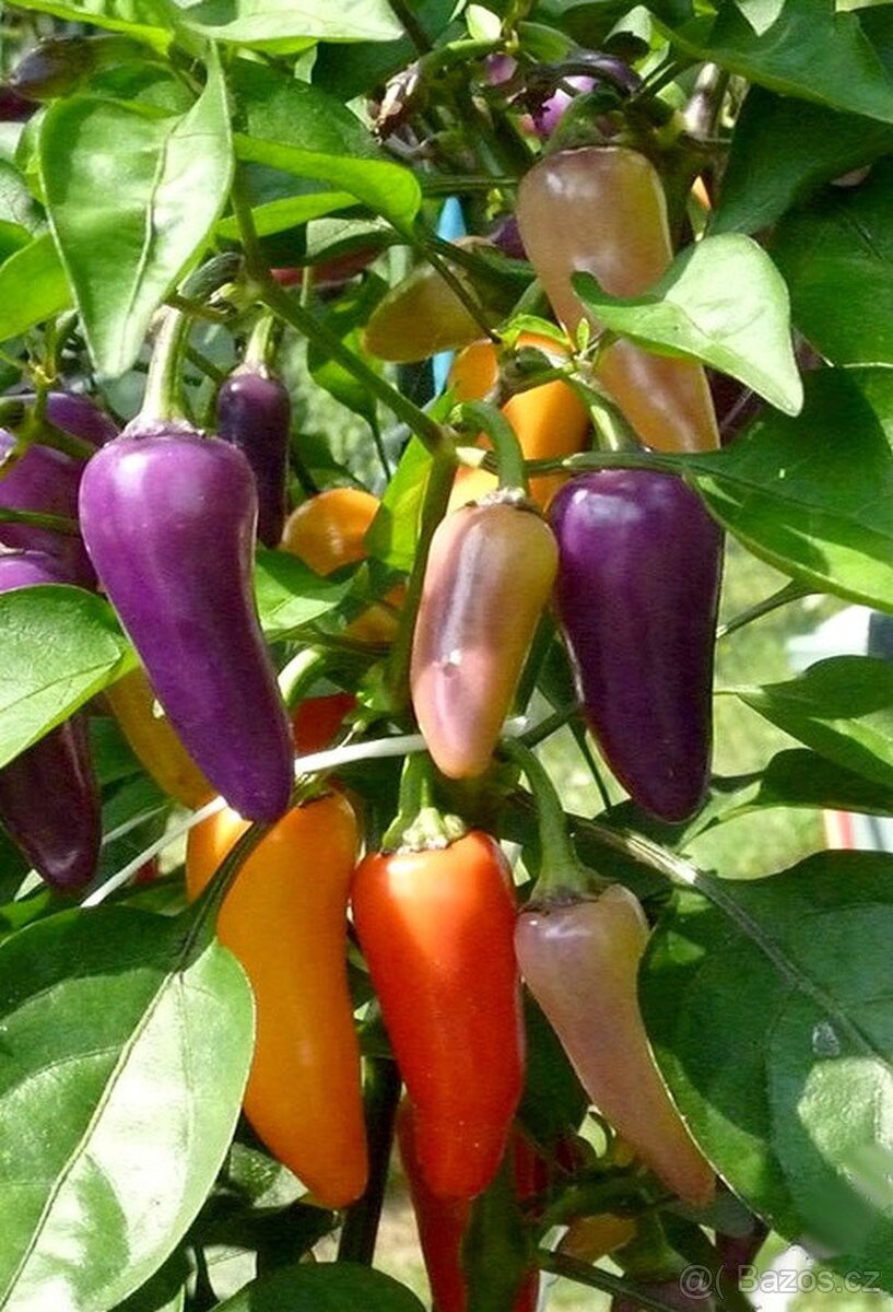 Sazenice Chilli Jalapeňo Multicolor