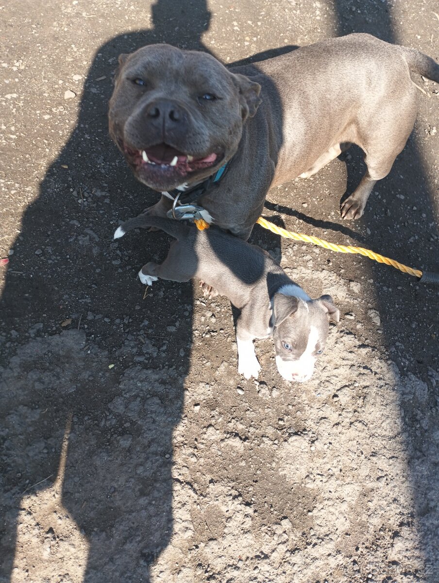 Prodám American Bully blue