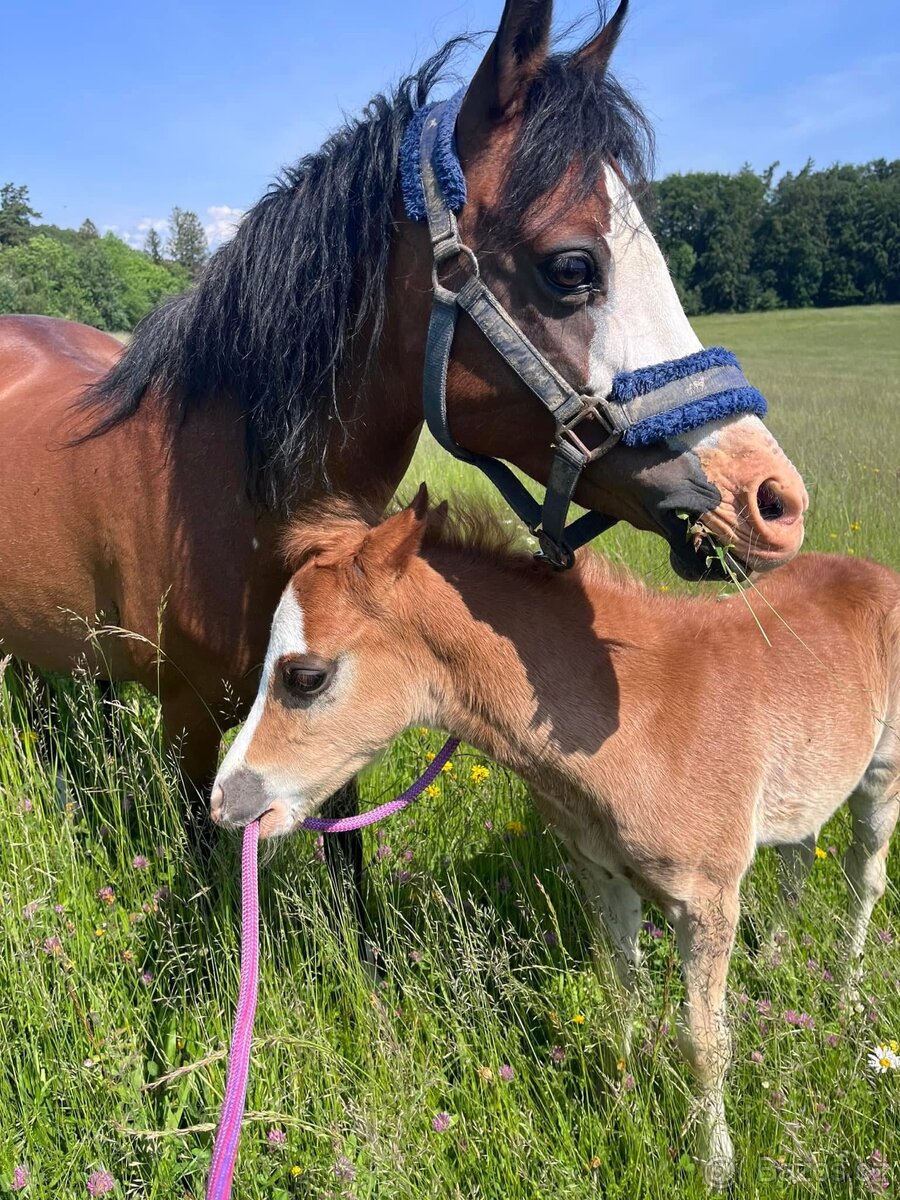 Welsh Pony B