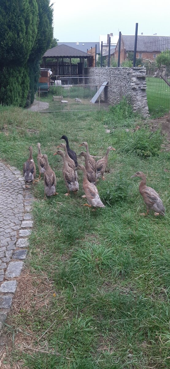 INDICKÝ BĚŽEC
