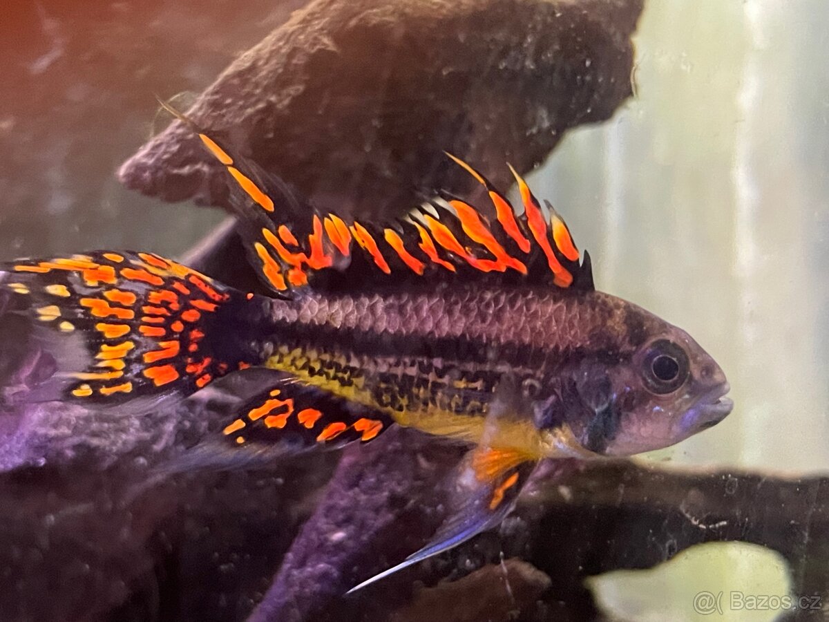 🐟 Apistogramma cacatuoides „Double Red“ – vlastní odchov