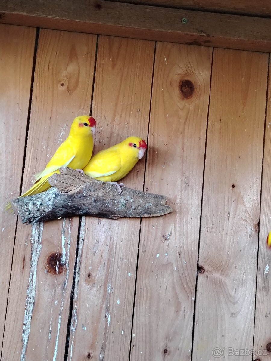 Kakarik