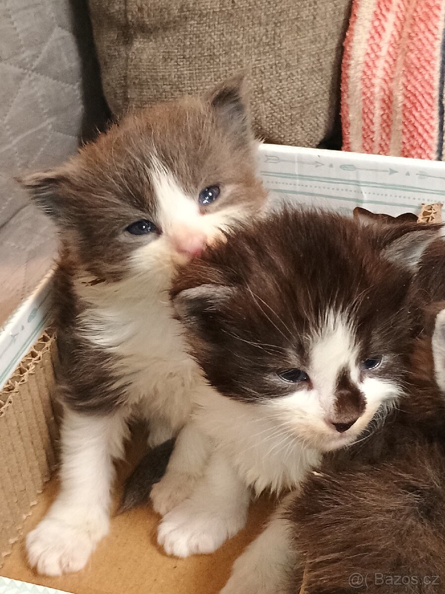 Mainská mývalí koťátka s PP