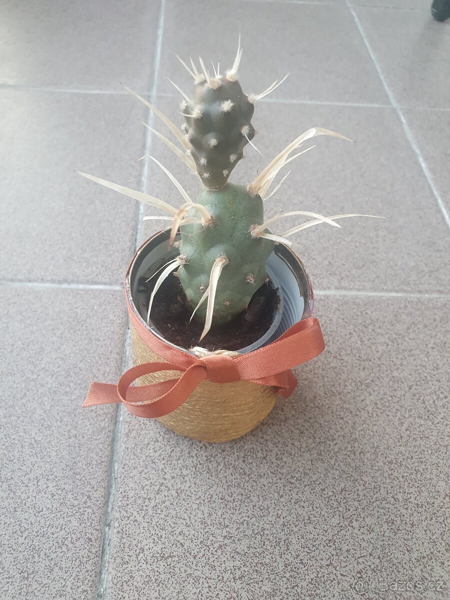 Tephrocactus