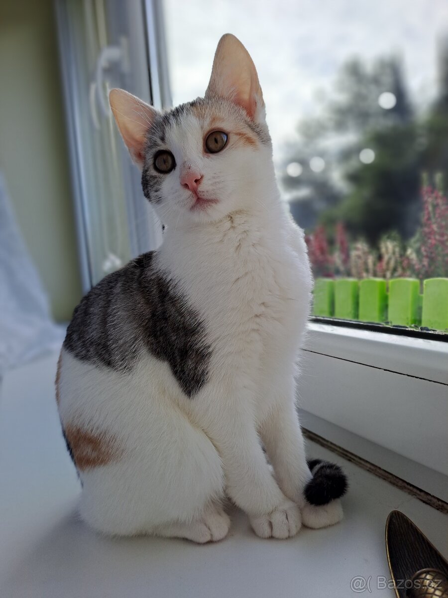 Čtyřměsíční kočička