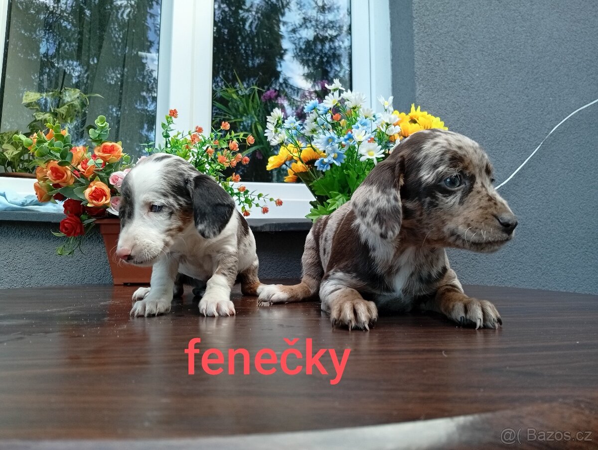 Jezevčík trpasličí Merle