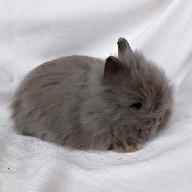 Zakrslí králíčci, beránci a teddy s rodokmenem