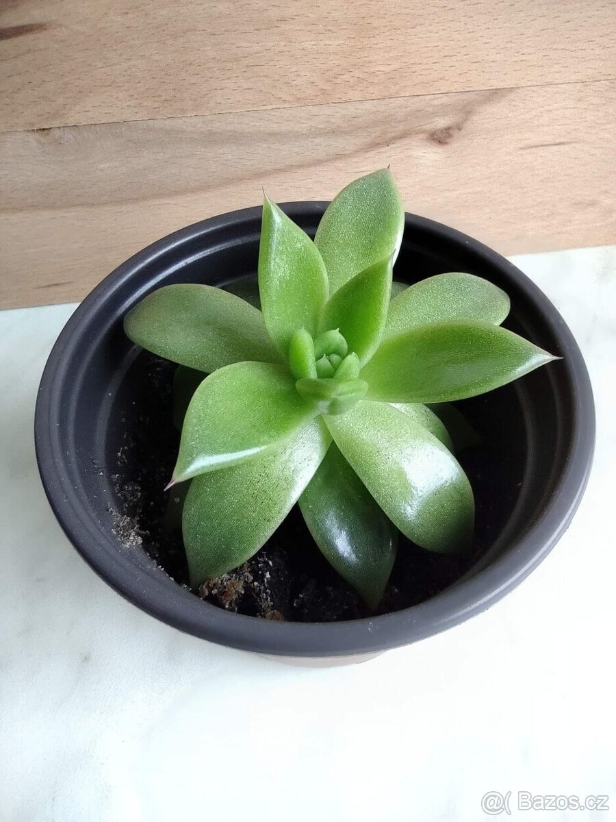 Echeveria agavoides miranda