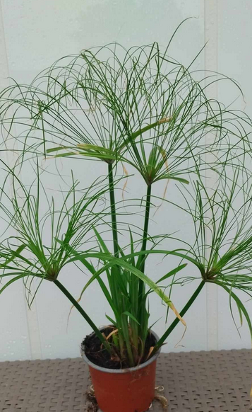Šáchor papírodárný - Cyperus Papyrus
