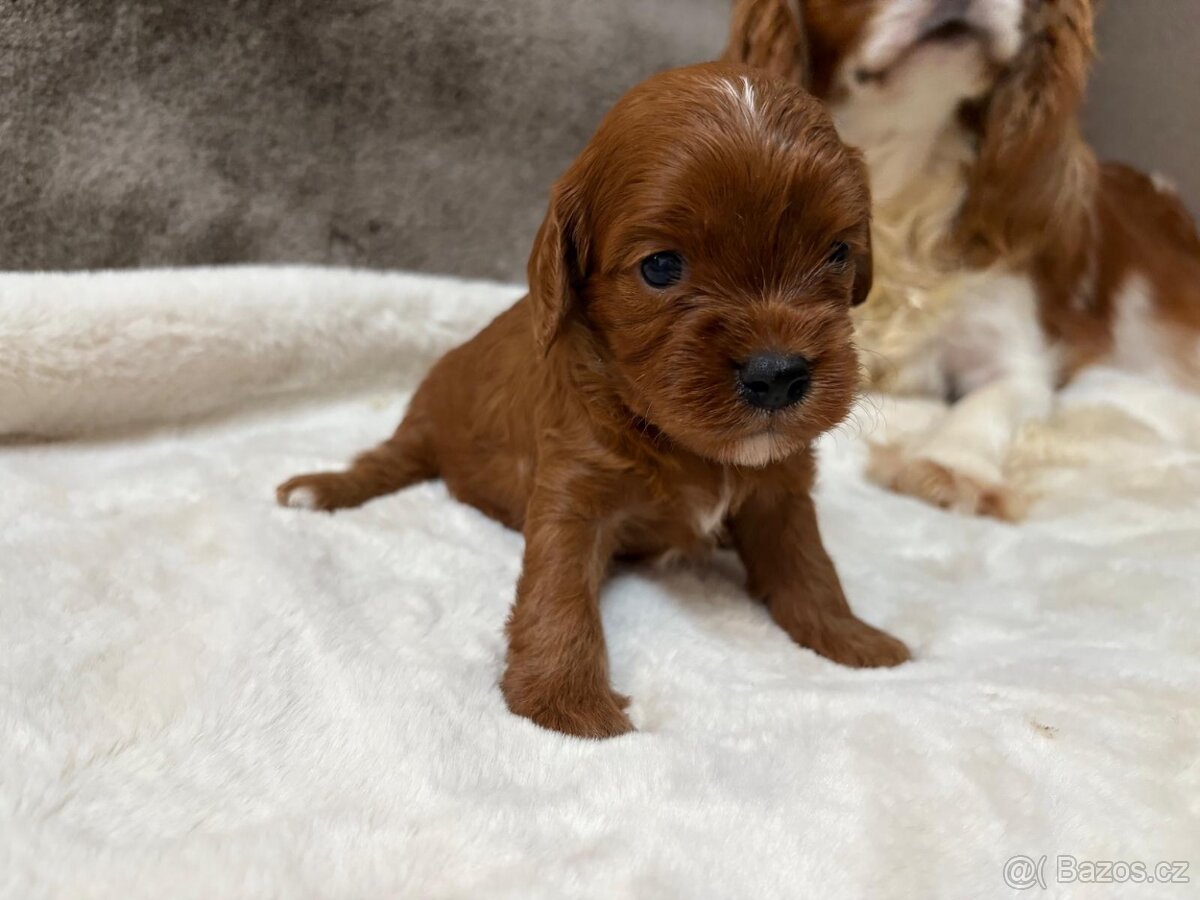Cavapoo