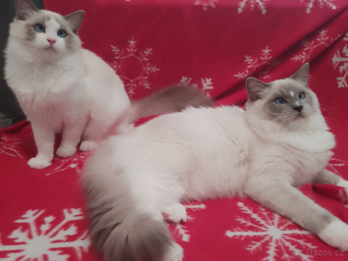 Ragdoll kocourkové