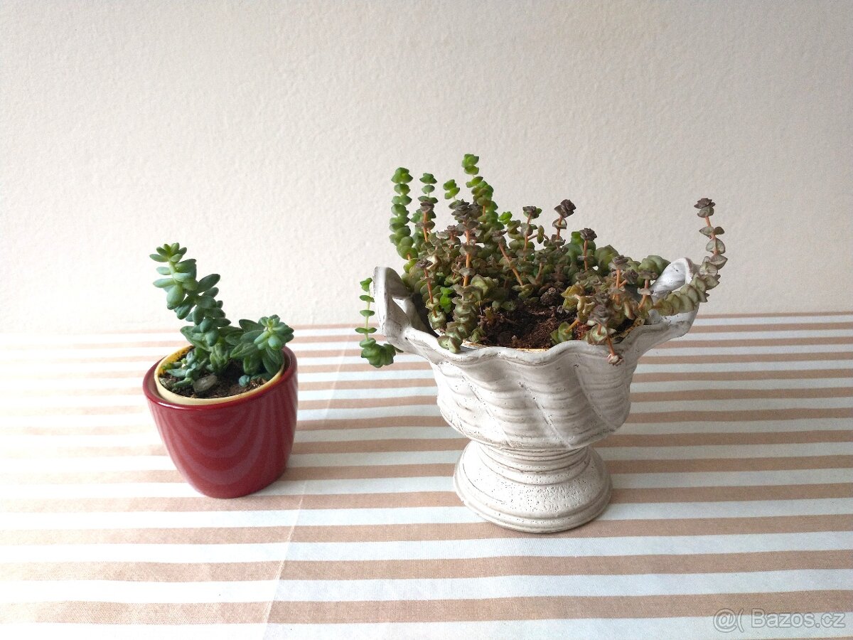 Crassula rupestris, Sedum Burrito