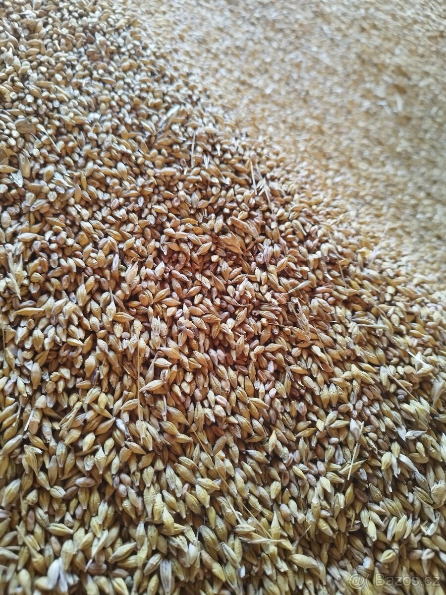 Obilí pšenice a ječmen