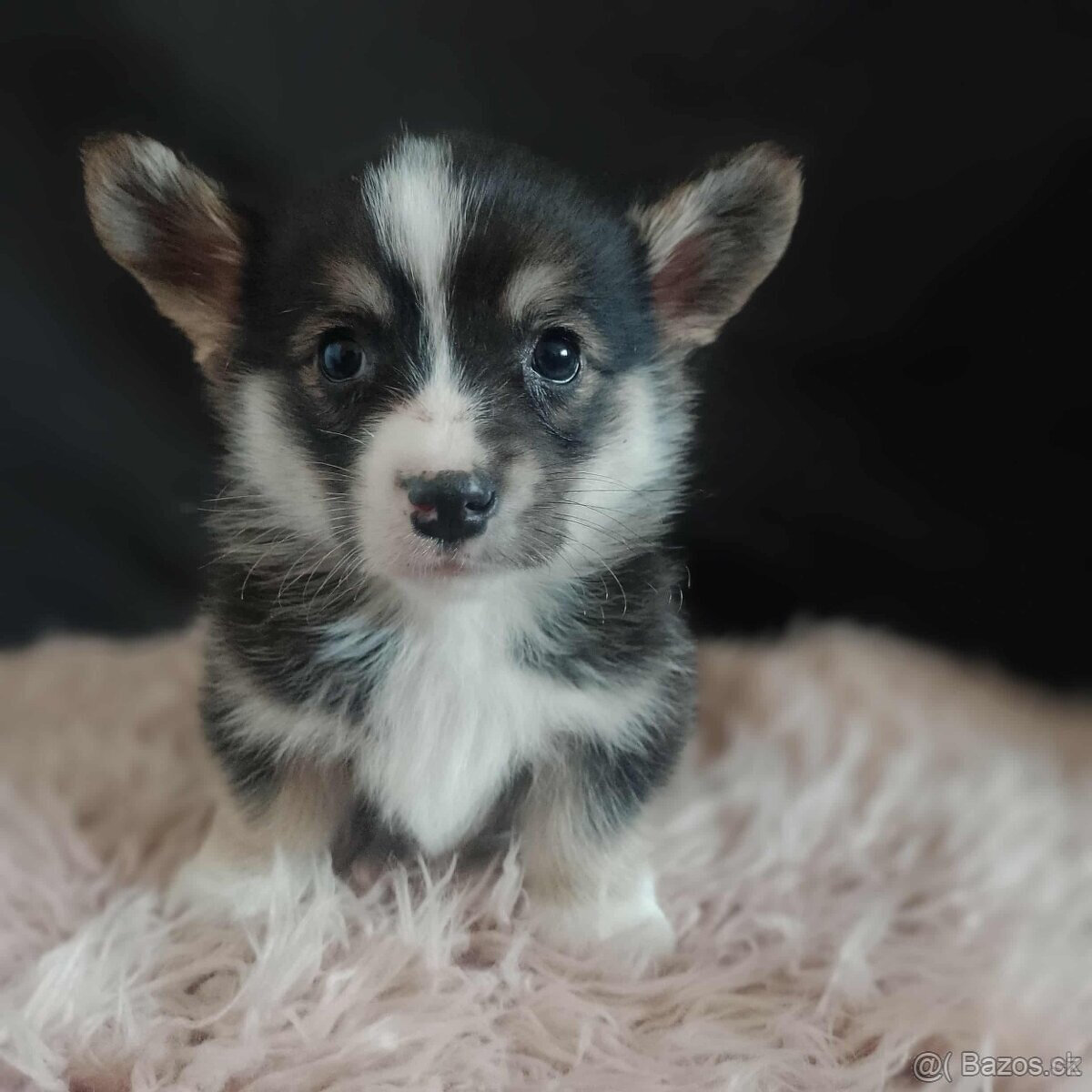 Welsh corgi pembroke