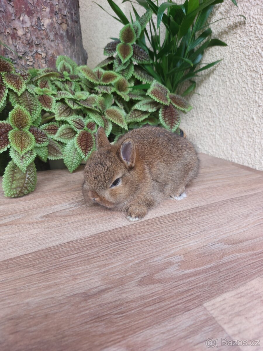Zakrslý králík hladkosrstý - samička