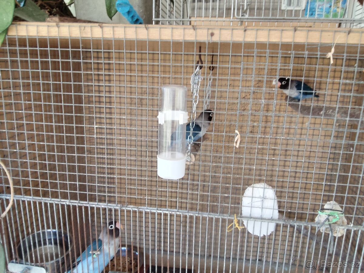 Agapornis škraboškový