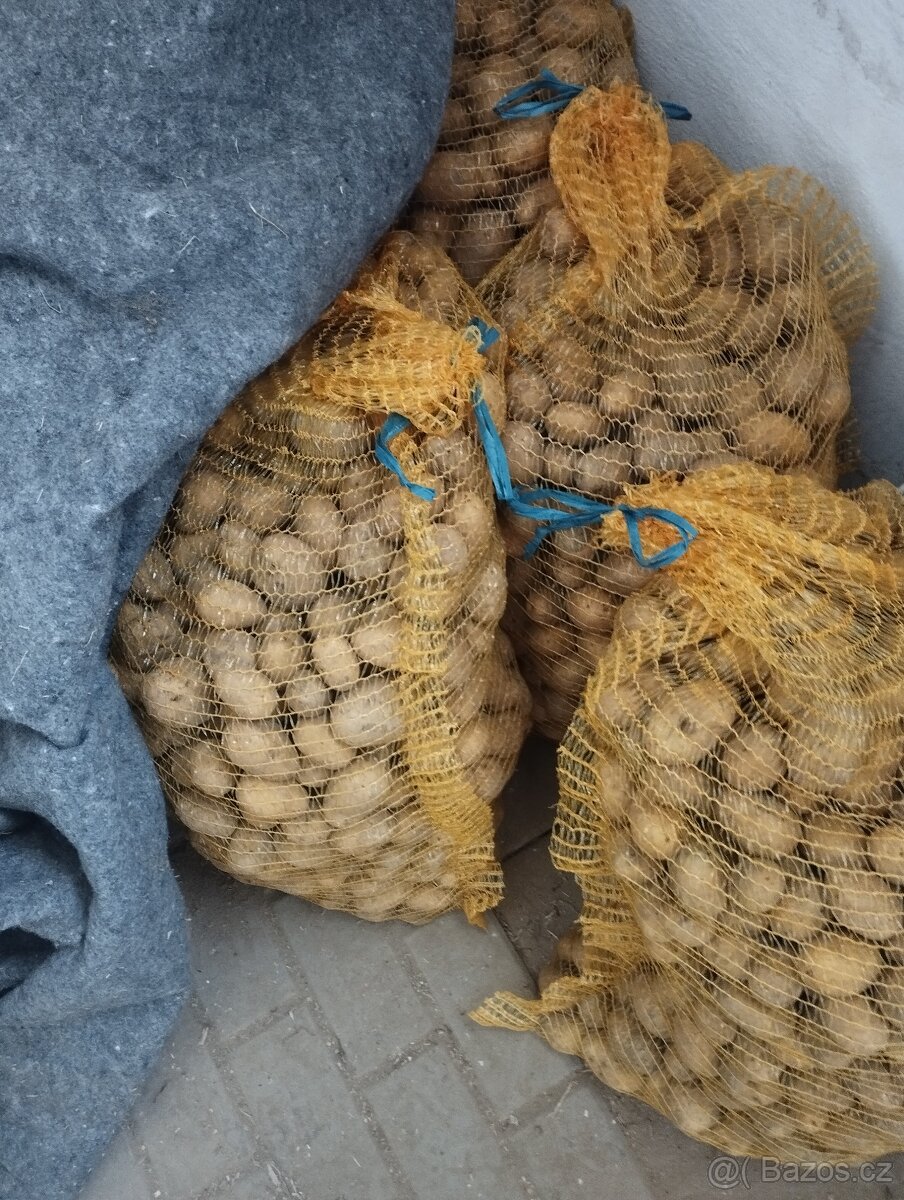 Krmné brambory Marabel