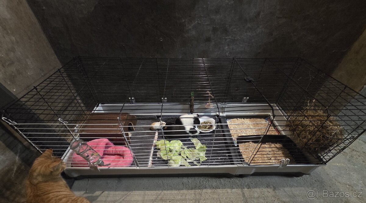 Morčata včetně klece a příslušenství