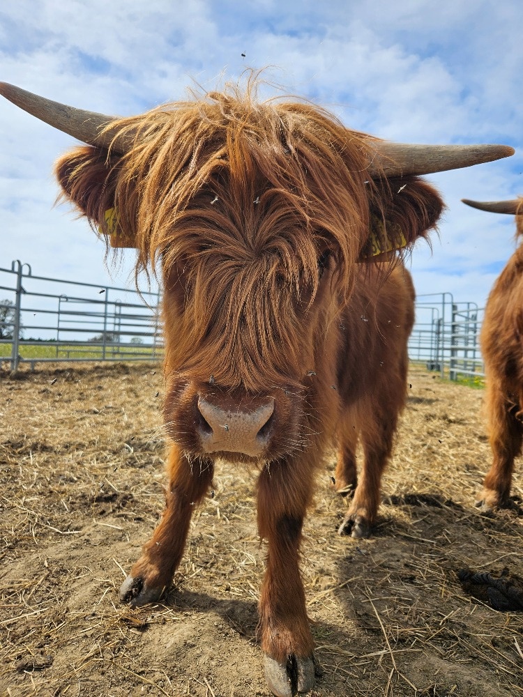 jalovice highland - skotský náhorní skot - z bio farmy