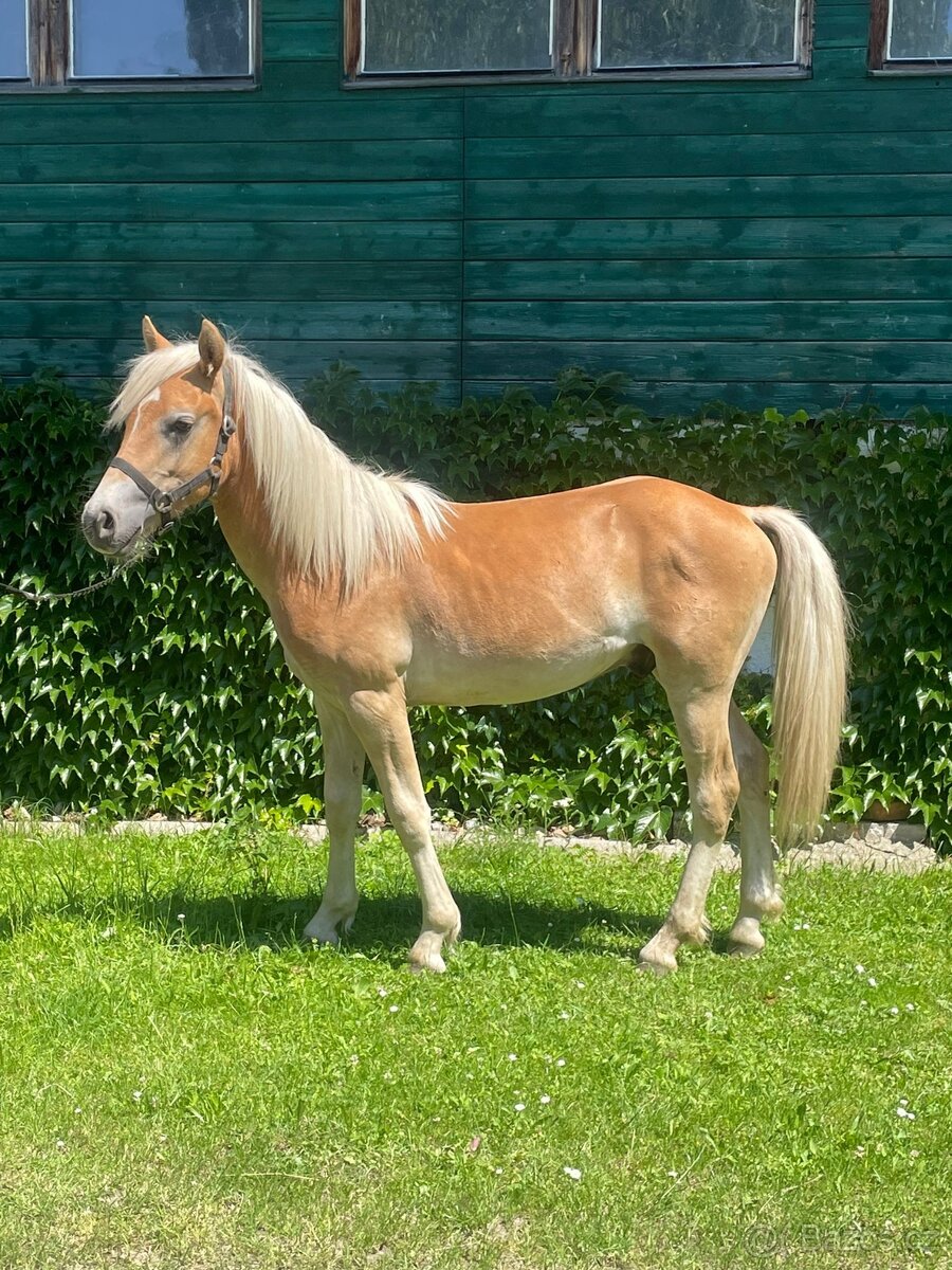 Hřebec HF