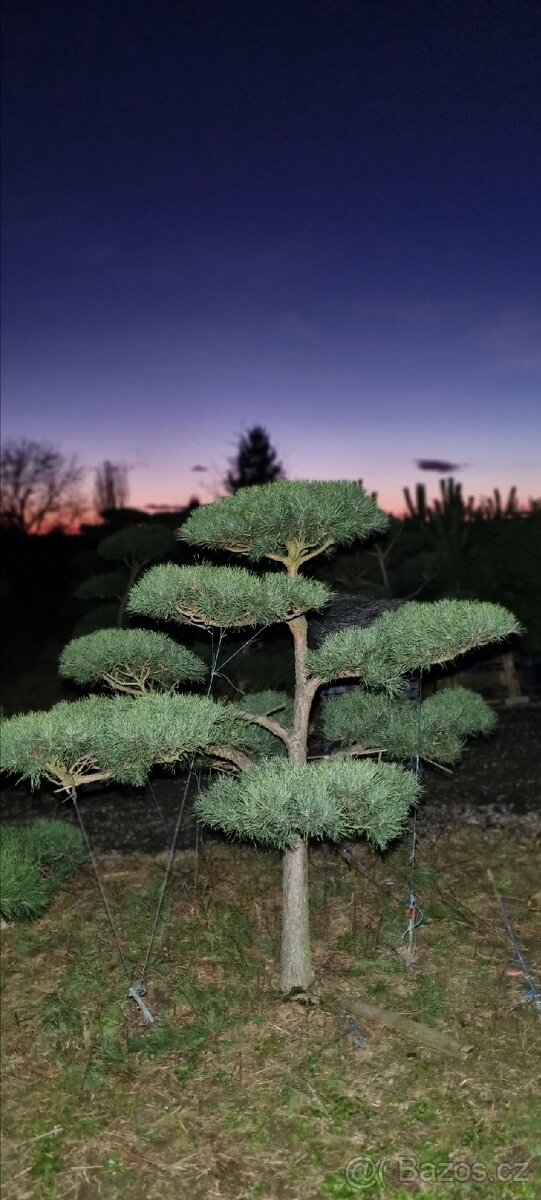 TVAROVANÉ STROMY NIWAKI