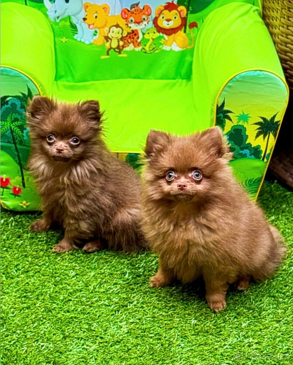 Pomeranian - Pomerian mini