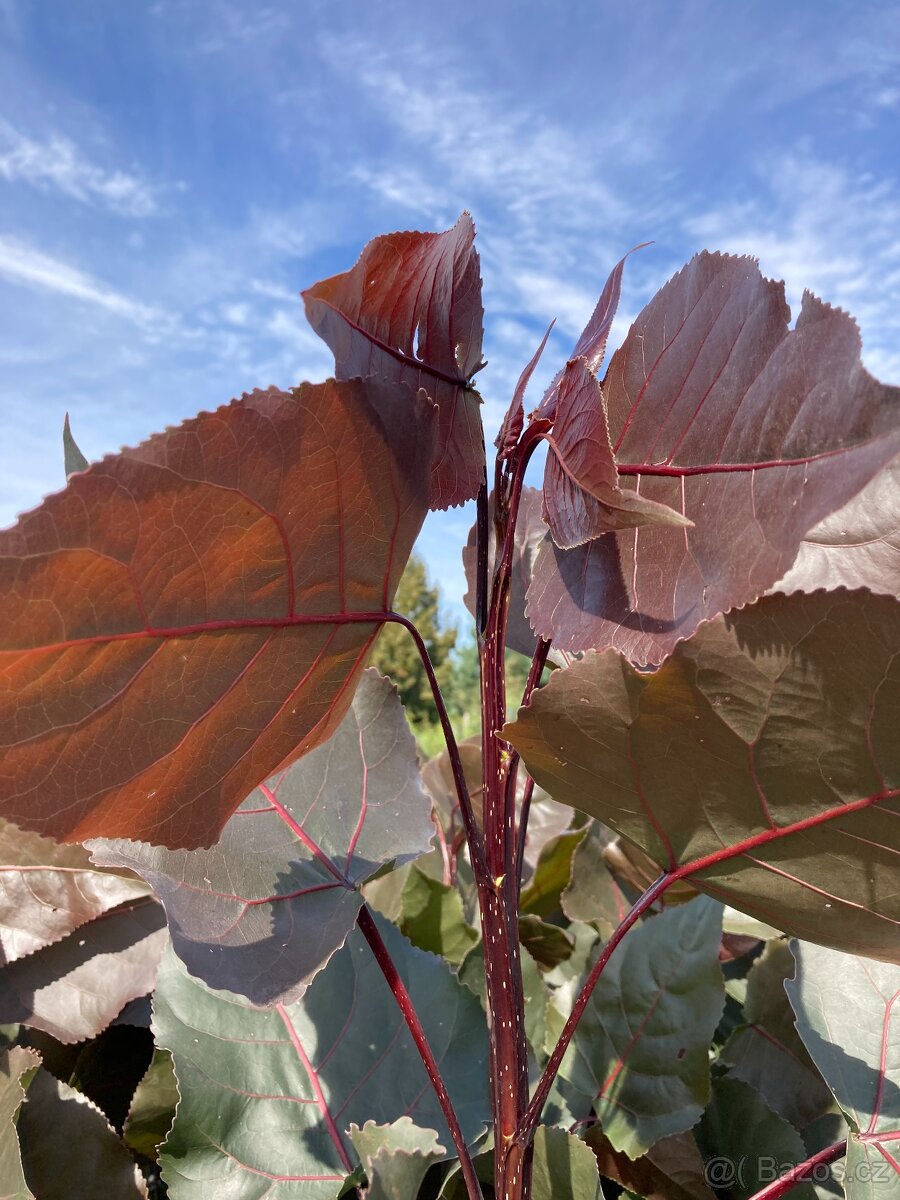 Topol bavlníkový 150 cm