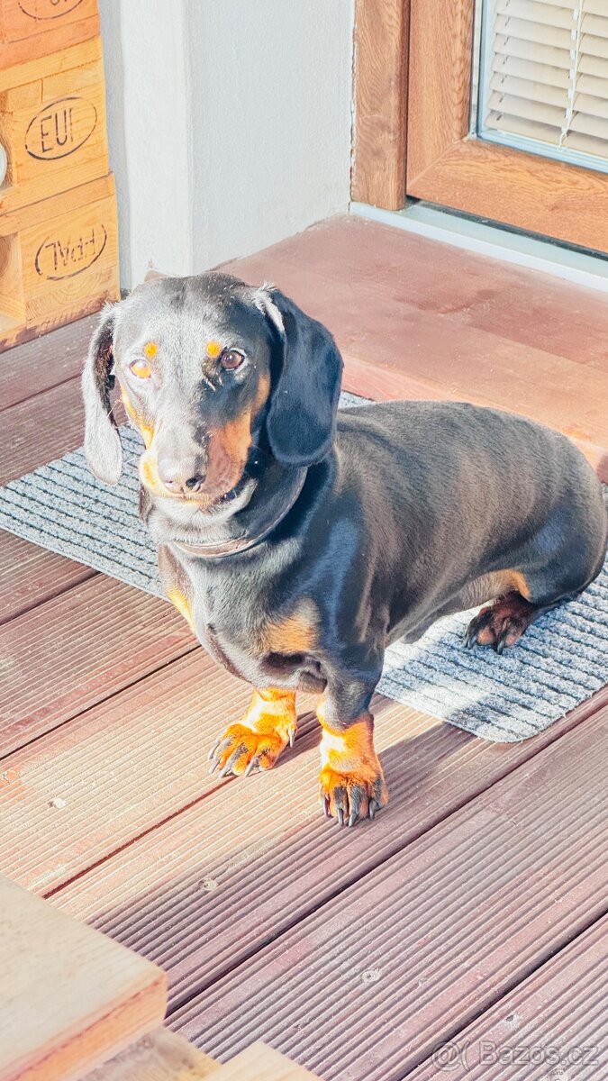 Jezevčík pálený věk 5 let papíry ano