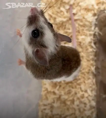 Mastomyši - Krysa malá