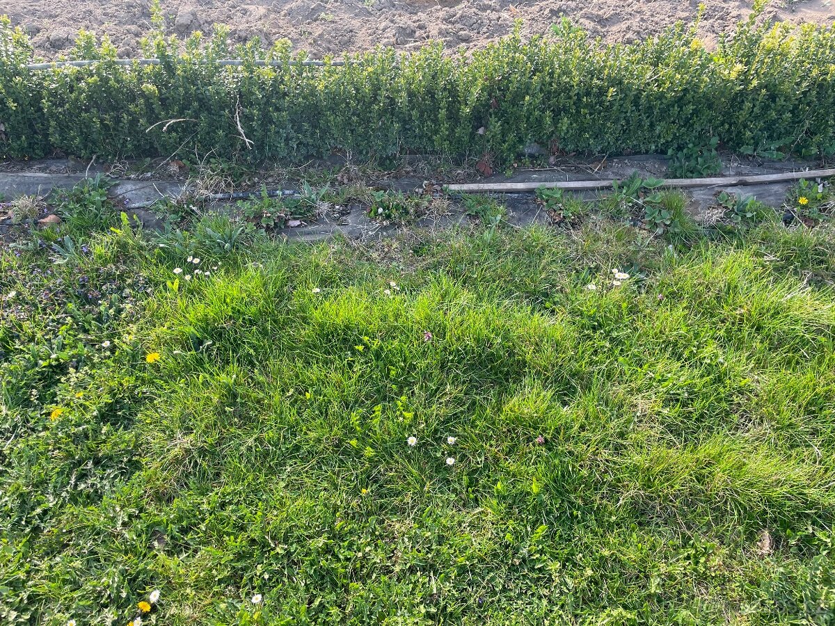 Zimostráz/Buxus/