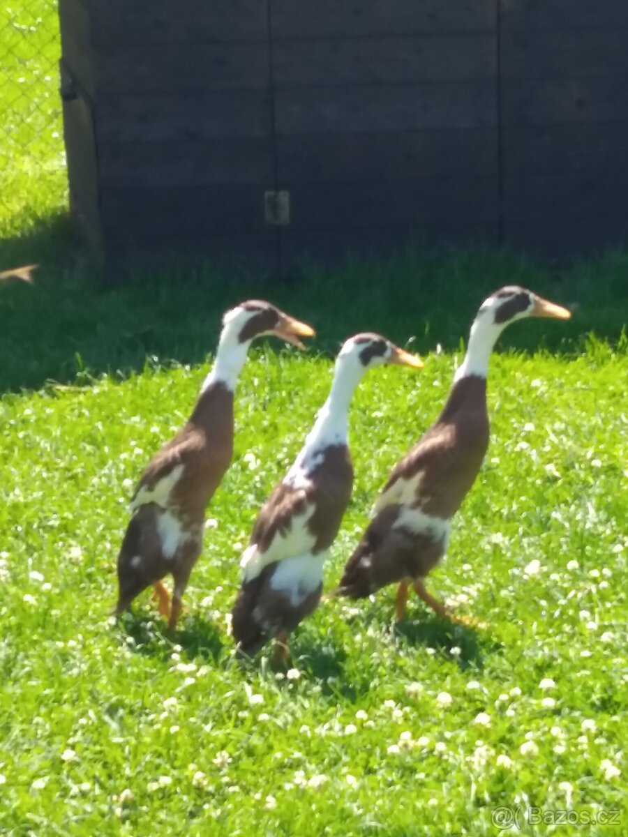 Indicky běžec srnčí sedlatý