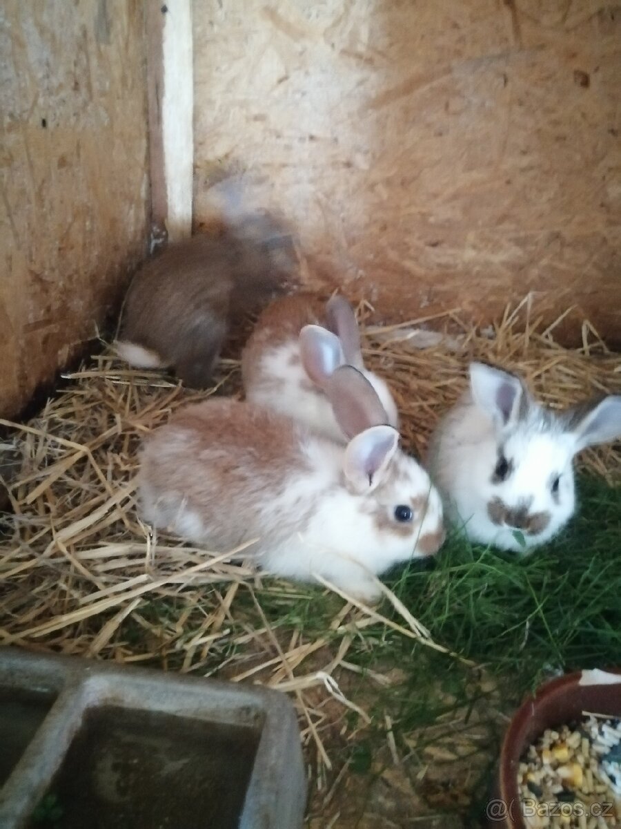 Králík