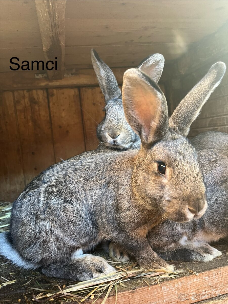 Králíci na prodej