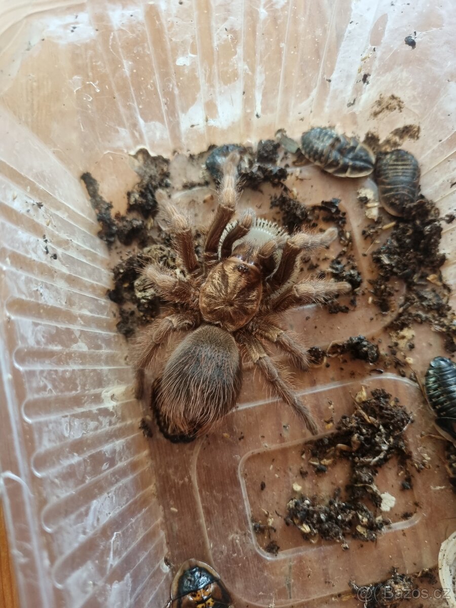 Phormictopus auratus