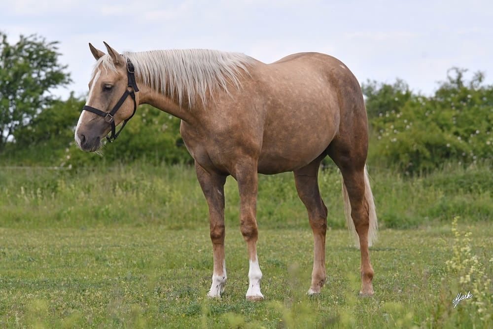 Překrásná 2,5 letá APPALOOSA kobyla, otec QH, čistý 6-panel