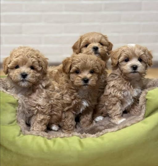 Maltipoo